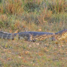 Crocodile in the paradise